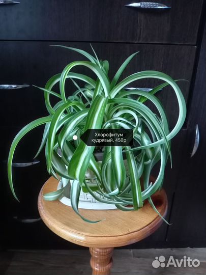 Комнатные цветы