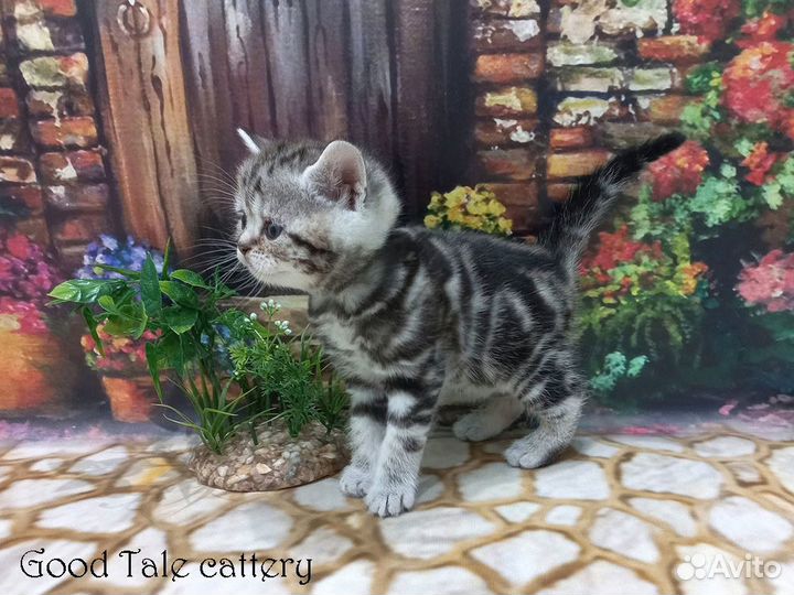 Прямоухие шотландские малыши