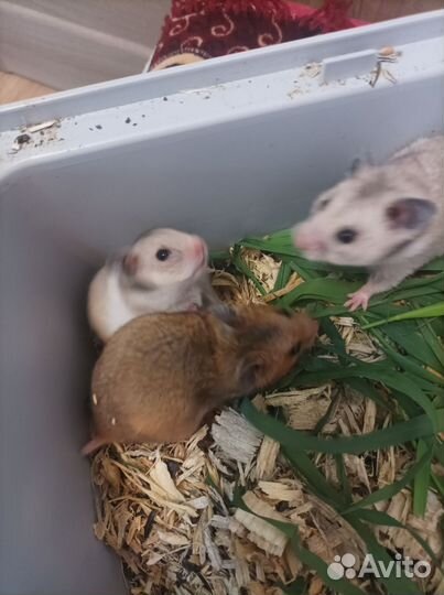 Сирийские хомячки малыши бронь до 07.05 до 20:00