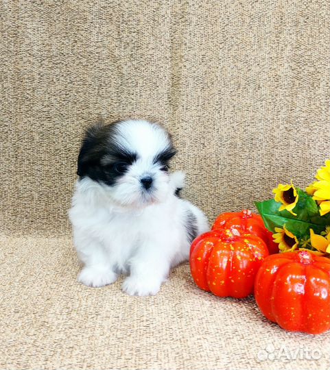 Девочка ши- тцу