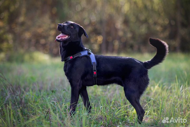 Шабо, собака умняха, ищет самые заботливые ручки