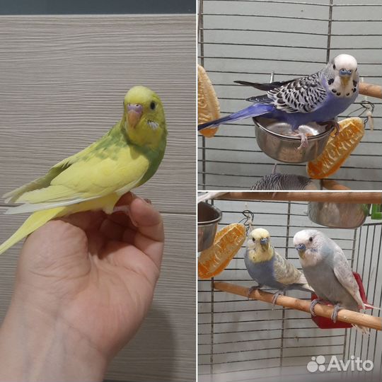 Волнистые попугаи, самцы