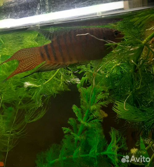 Рыбки аквариумные оптом и в розницу