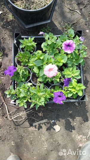 Рассада петунии