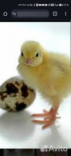 Перепела суточные