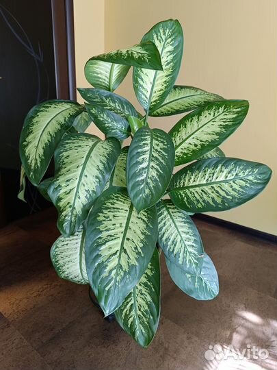 Диффенбахия