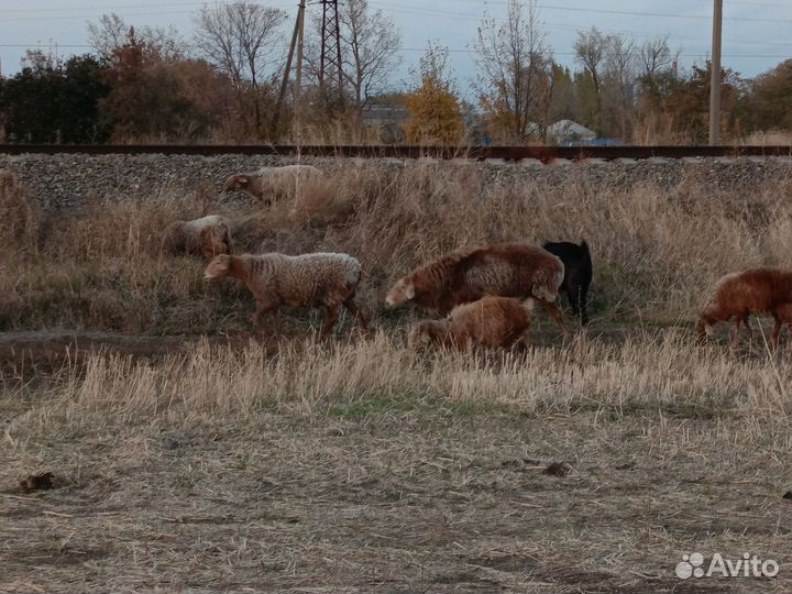 Курдючные бараны овцы