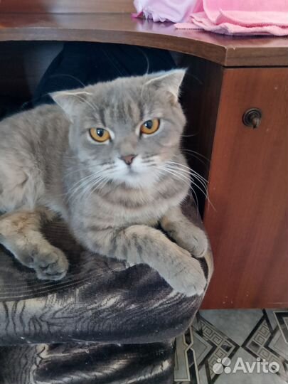 Вислоухая кошечка