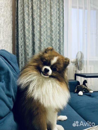 Шпиц вязка