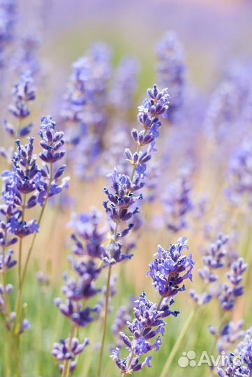 Ассистент/ медсестра в стоматологию