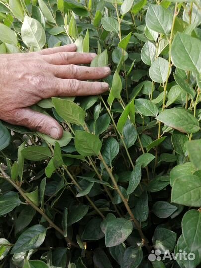 Кизильник блестящий