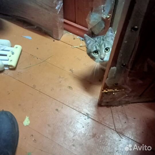 Котенок серый девочка 4,5 мес - бесплатно