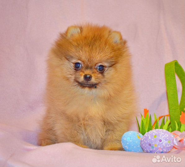 Шпиц померанский девочки