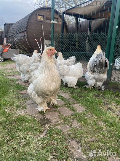 Инкубационное яйцо брама Изабель и цыплята