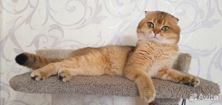 Вязка. Шотландский кот