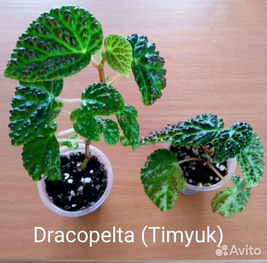 Бегонии Природники (видовые), часть 1