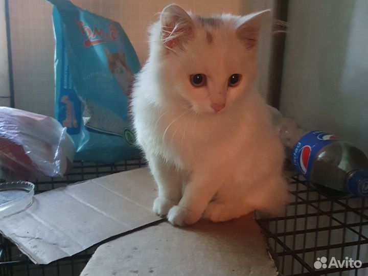 Курильский бобтейл