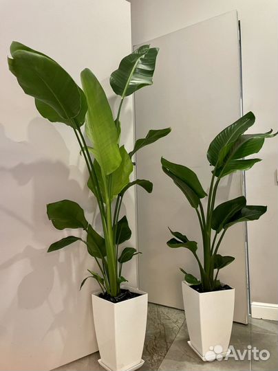 Стрелиция Николая h120/h150 по 2-3растения