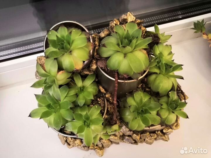 Флорариум суккуленты