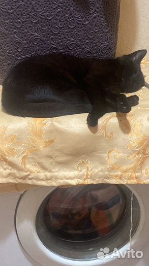 Кошка в дар