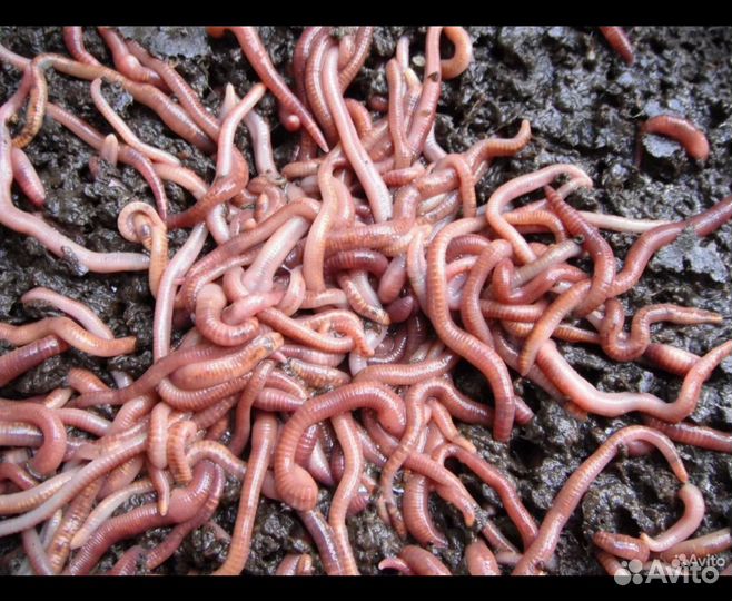 Черви для рыбалки (дождевые )
