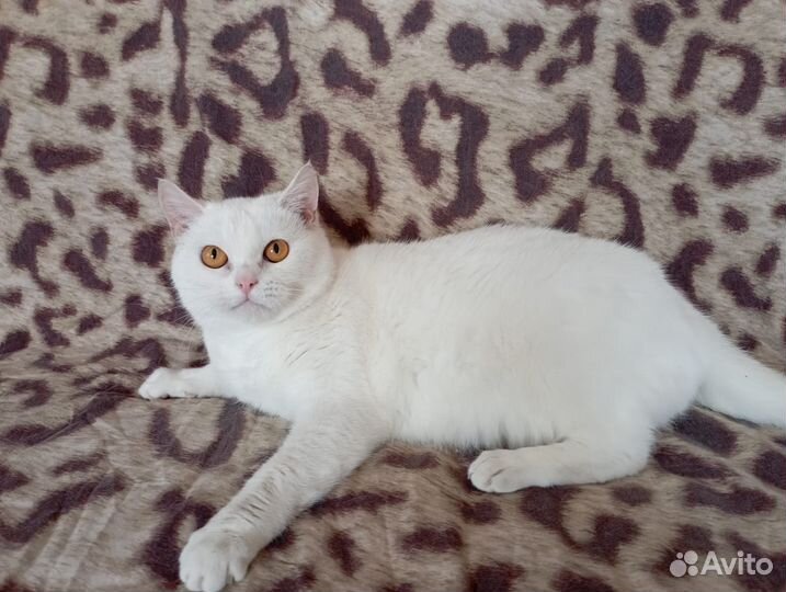 Кошка в дар британская