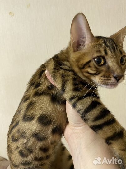 Бенгальские котята
