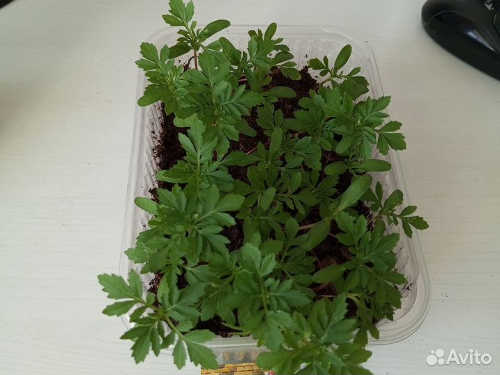 Рассада цветов циния, бархатцы