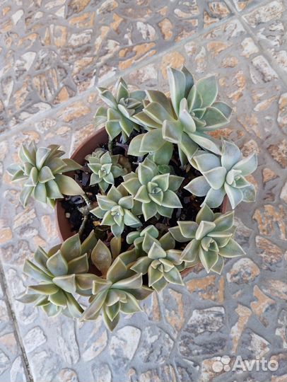 Суккуленты