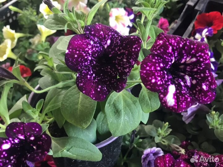 Ампельная вегетативная петунья и вербена