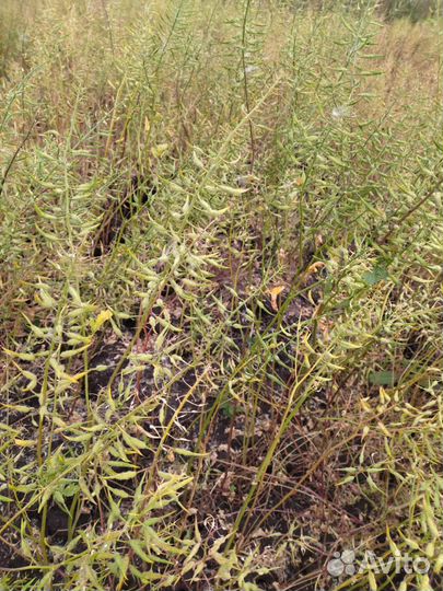 Семена белой горчицы