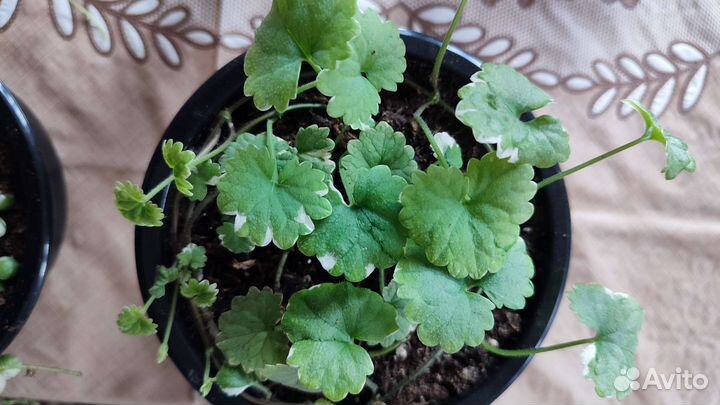 Крестовник роули вариегатный,будра вариегатная