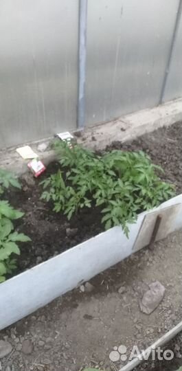 Рассада помидор и перцев
