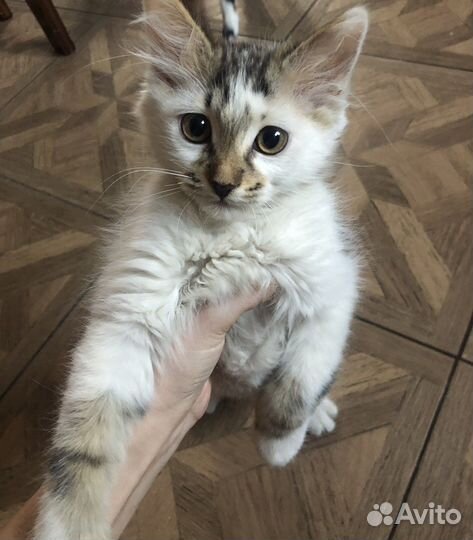 Котята в добрые руки бесплатно