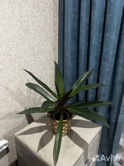 Традесканция рео