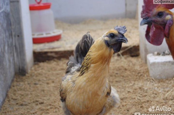 Куры несушки