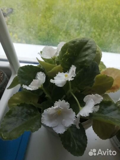 Комнатные растения