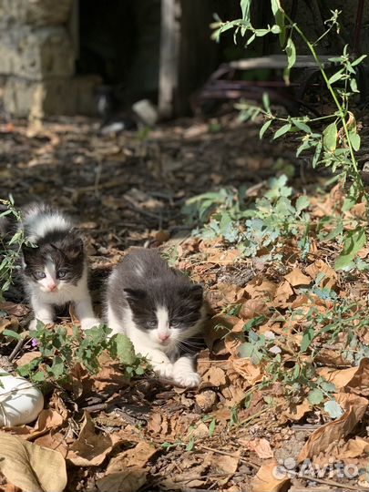 Котята в добрые руки бесплатно