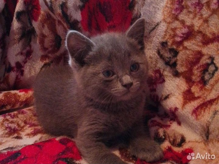 Британская