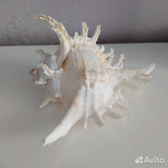 Морские раковины