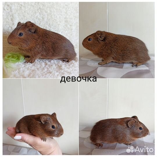 Малыши морские свинки