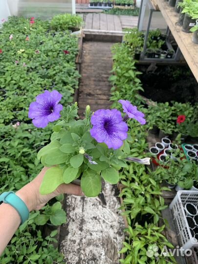 Продажа рассады цветов