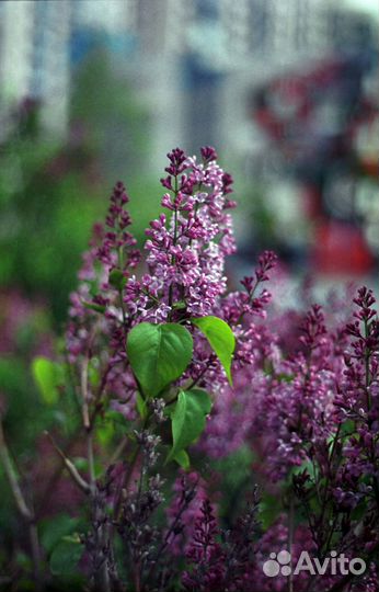 Проявка пленки 120 и 135 / Сканирование / Печать