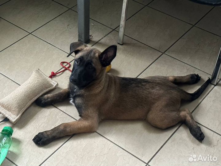 Кинолог (первое занятие по минимальному прайсу)