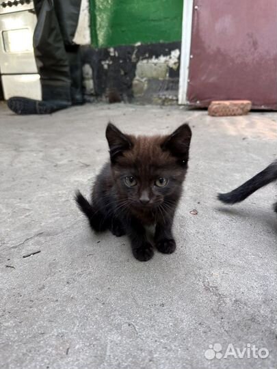 Отдам бесплатно