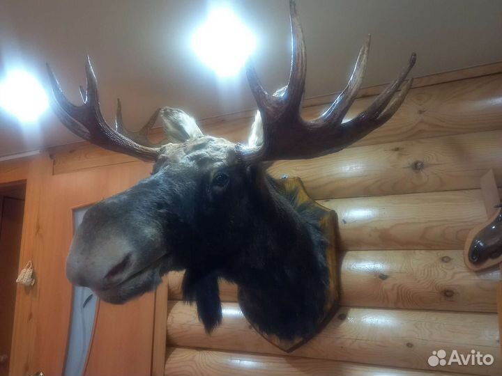 Чучела животных и птиц