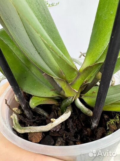 Орхидея фаленопсис Бананка трилипс