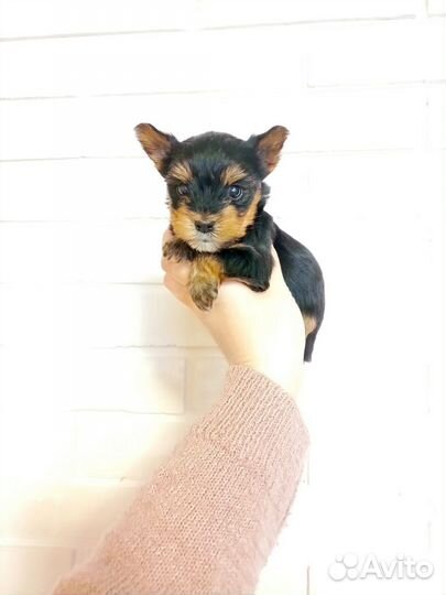 Йоркширский терьер Мини Мальчик