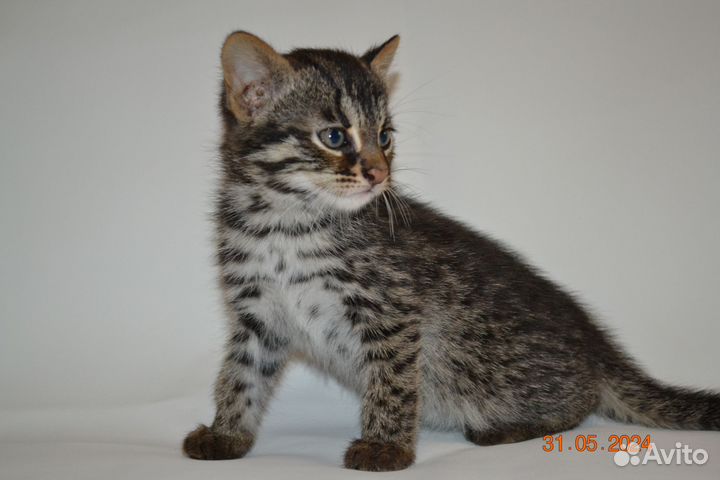 Бенгальская Ф1 75% девочка