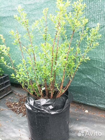 Спирея Нипонская